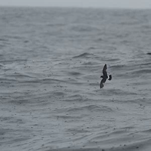 Storm Petrel - in flight over waves in rain Isles of Scilly, August