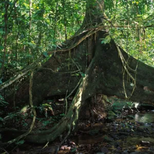 Strangler Figs - huge trunk above a water course French Guyana Forest