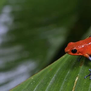 Strawberry Poison / Blue Jeans Dart Frog, Costa Rica