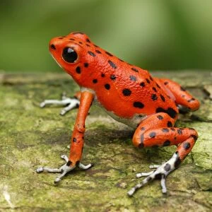 Strawberry Poison Frog Bastimentos National Park Bocas del Toro, Panama