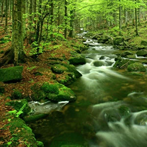 Stream in forest with moss covered rocks in primeval forest Bavarian Forest National Park, Bavaria, Germany