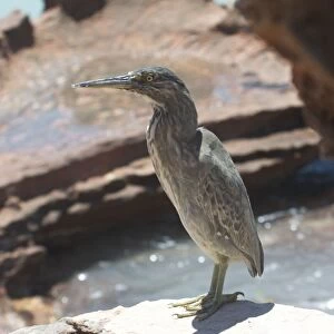 Striated Heron Roebuck Bay, northern Western Australia. Confined to coastal regions of northern and eastern Australia and sometimes adjacent wetlands. Commonly near mangroves. Often secretive but will forage along channels in mudflats