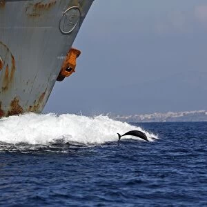Striped Dolphin - playing / bow riding in front of cargo ship in the strait of Gibraltar. Spain
