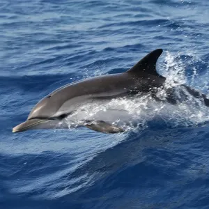 Striped Dolphin - swimming in the Strait of Gibraltar Striped Dolphin - swimming in the Strait of Gibraltar