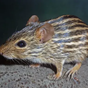 Striped Grass Mouse - Africa Striped Grass Mouse - Africa