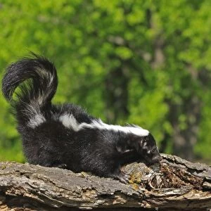 Striped Skunk. Minnesota - United States