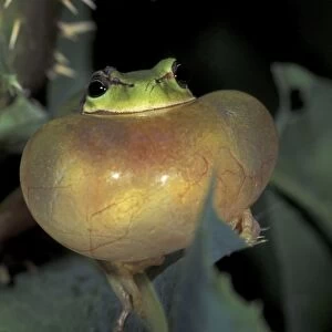Stripeless Tree Frog - calling - France