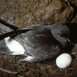 Strom Petrel - at nest with single egg