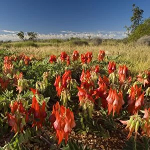Sturt's Desert Pea - the beautiful red blossoms of this amazing desert plant dominates the picture. Grassy bushland is visible in the background - Western Australia, Australia