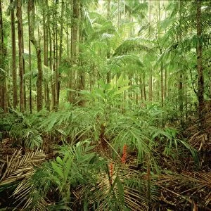 Subtropical rainforest with Bangalow palms and Walking stick palms (Linospadix monostachya) New South Wales, Australia JPF32185
