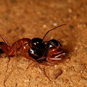 A sugar ant - carrying a live sister ant in phenomenon known as portage (both ants are healthy!)