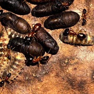 Sugar ants - guarding larvae and pupae of the butterfly Ogyrus genoveva in exchange for sweet secretions from the larvae