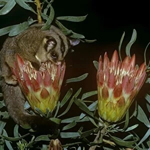 Sugar Glider - drinking nectar from plant - Australia