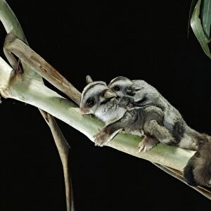 Sugar Glider - Female and young in tree - Australia, North-eastern coastal Australia JPF01804