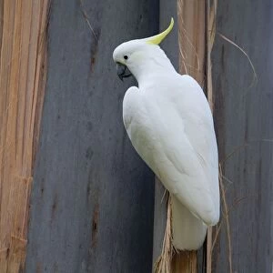 Sulphur-crested Cockatoo clinging onto bark At Grant's Picnic Area, Dandenong Ranges, Victoria, Australia. The tree is one of the eucalypts