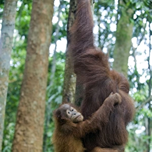 Sumatran Orangutan - 2. 5 year old baby holding on to mother climbing tree - North Sumatra - Indonesia - *Critically Endangered