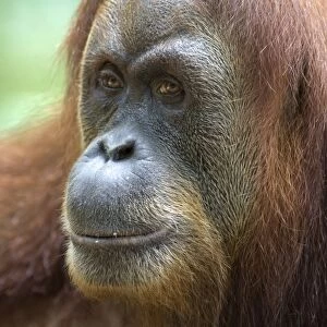 Sumatran Orangutan - Adult female - North Sumatra - Indonesia - *Critically Endangered