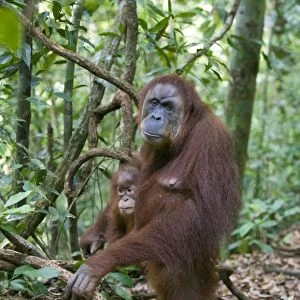 Sumatran Orangutan - Adult female standing upright while holding 2. 5 year old baby - North Sumatra - Indonesia - *Critically Endangered
