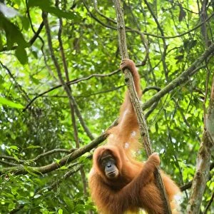 Sumatran Orangutan - adult hanging in the trees of a sumatran rainforest, looking down into the camera. Because of the counterlight, the hair of the orangutan are illuminated to shine in a bright orange - Gunung-Leuser National Park, Sumatra