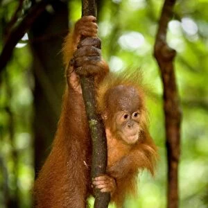 Sumatran Orangutan - baby clings to a root dangling vertically to the ground. For safety, mother is in the vincinity but on the picture there is only her hand and arm visible - Gunung-Leuser National Park, Sumatra, Indonesia
