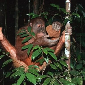 Sumatran Orangutan - eating termites Bukit Lawang - Gunung Leuser N. P. - Sumatra - Indonesia