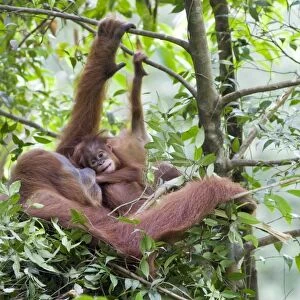Sumatran Orangutan - Mother and playful 9 month old baby in day nest - North Sumatra - Indonesia - *Critically Endangered