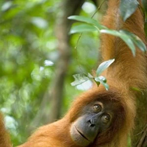 Sumatran Orangutan - portrait of female hanging comfortably in the trees in a sumatran rainforest. She is looking straight into the camera with a melancholic look - Gunung-Leuser National Park, Sumatra, Indonesia