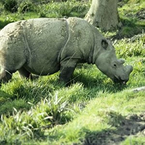 Sumatran Rhino - grazing