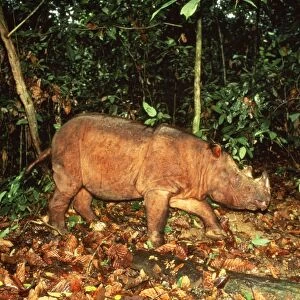 Sumatran Rhinoceros Sabah, Borneo