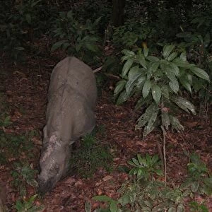 Sumatran Rhinoceros Sipilok, Borneo, Malaysia