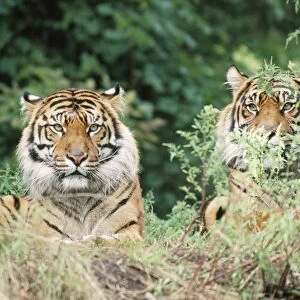Sumatran Tiger - Endangered Sumatra, Indonesia