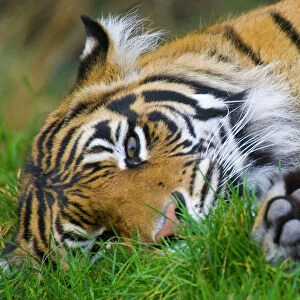 Sumatran Tiger PTL9804