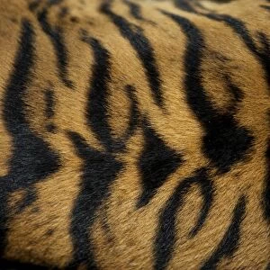 Sumatran Tiger - skin pattern on back Indonesia