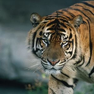 Sumatran Tiger - Tropical Forest - Island of Sumatra