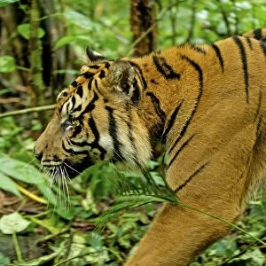 Sumatran Tiger - walking in rainforest - Indonesia Taman safari