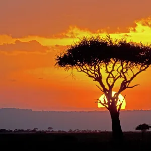 Sun setting behind umbrella Acacia tree Maasai Mara North Reserve Kenya