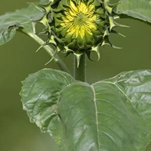Sunflower - blossom about to open, Lower Saxony, Germany