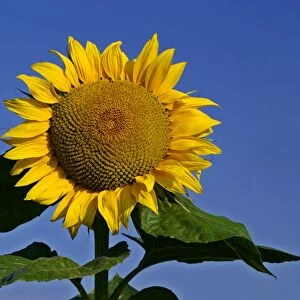 Sunflower single flower against blue sky Baden-Wuerttemberg, Germany
