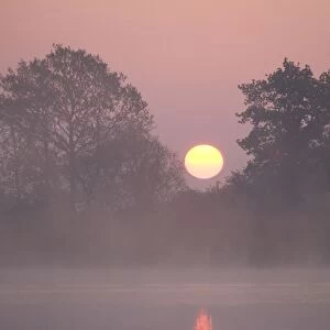 Sunrise Through trees on edge of broad Hickling Broad Norfolk UK