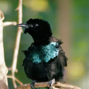 Superb Bird of Paradise