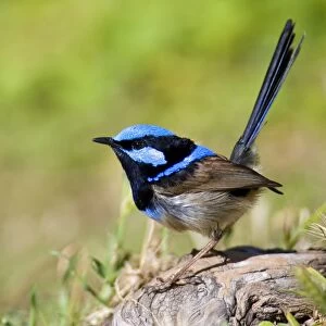 Superb Fairy Wren - colourful adult male sits on a tree root looking about - Wilson's Promontory National Park, Victoria, Australia