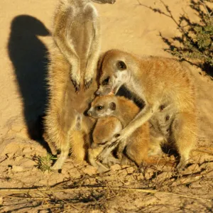 Suricate / Meerkat - adult grooming young Kalahari South Africa