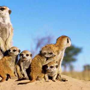 Suricate / Meerkat - babysitters with young Kalahari Desert, Namibia, Africa