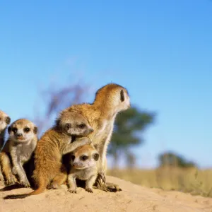 Suricate / Meerkat - babysitters with young Kalahari Desert, Namibia, Africa