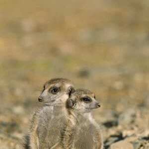 Suricate / Meerkat - Two different aged young on lookout at the edge of burrow - Kalahari Desert, Southeast Namibia, Africa