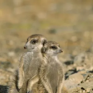Suricate / Meerkat - Two different aged young on lookout at the edge of burrow - Kalahari Desert, Southeast Namibia, Africa Suricate / Meerkat - Two different aged young on lookout at the edge of burrow - Kalahari Desert, Southeast Namibia, Africa