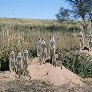 Suricate / Meerkat - family, sunbathing in first light Kalahari, Africa