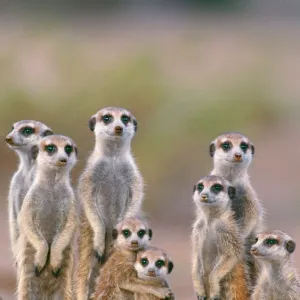 Suricate / Meerkat - family with young on the lookout at the edge of its burrow. Kalahari Desert, Namibia, Africa