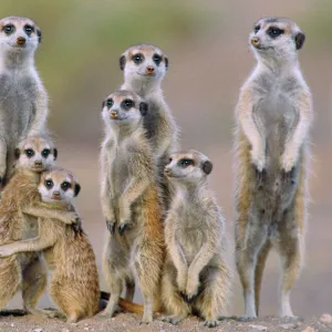 Suricate / Meerkat - family with young on the lookout at the edge of its burrow. Kalahari Desert, Namibia, Africa