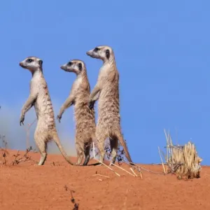 Suricate / Meerkat Group on the look-out. Kgalagadi Transfrontier Park, South Africa Suricate / Meerkat Group on the look-out. Kgalagadi Transfrontier Park, South Africa